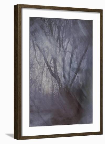 Woodland Dreams-Doug Chinnery-Framed Giclee Print