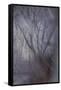 Woodland Dreams-Doug Chinnery-Framed Stretched Canvas