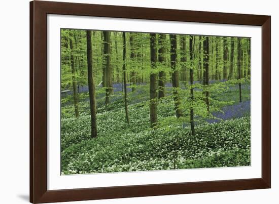 Woodland Escape-Wild Wonders of Europe-Framed Giclee Print