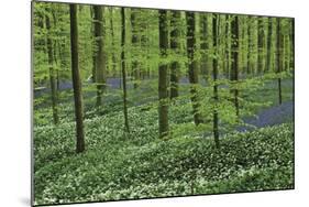 Woodland Escape-Wild Wonders of Europe-Mounted Giclee Print