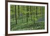 Woodland Escape-Wild Wonders of Europe-Framed Giclee Print