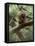 Woodland Essentials-Susann Parker-Framed Stretched Canvas