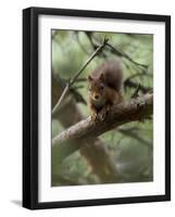 Woodland Essentials-Susann Parker-Framed Premium Photographic Print