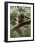 Woodland Essentials-Susann Parker-Framed Premium Photographic Print