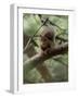 Woodland Essentials-Susann Parker-Framed Premium Photographic Print