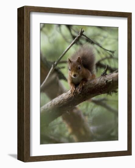 Woodland Essentials-Susann Parker-Framed Photographic Print