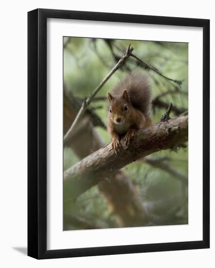 Woodland Essentials-Susann Parker-Framed Photographic Print