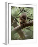 Woodland Essentials-Susann Parker-Framed Photographic Print