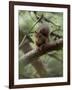 Woodland Essentials-Susann Parker-Framed Photographic Print