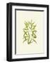 Woodland Ferns I-Edward Lowe-Framed Art Print