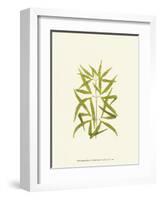 Woodland Ferns I-Edward Lowe-Framed Art Print