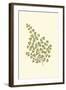 Woodland Ferns II-Edward Lowe-Framed Art Print
