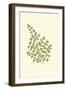 Woodland Ferns II-Edward Lowe-Framed Art Print