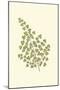 Woodland Ferns II-Edward Lowe-Mounted Art Print