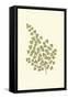 Woodland Ferns II-Edward Lowe-Framed Stretched Canvas