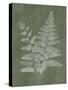 Woodland Ferns II-Annie LaPoint-Stretched Canvas