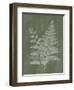 Woodland Ferns II-Annie LaPoint-Framed Art Print
