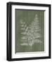 Woodland Ferns II-Annie LaPoint-Framed Art Print