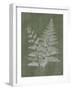 Woodland Ferns II-Annie LaPoint-Framed Art Print