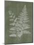 Woodland Ferns II-Annie LaPoint-Mounted Art Print