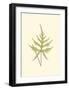 Woodland Ferns IV-Edward Lowe-Framed Art Print