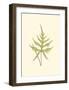 Woodland Ferns IV-Edward Lowe-Framed Art Print