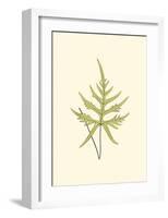 Woodland Ferns IV-Edward Lowe-Framed Art Print