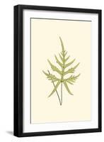 Woodland Ferns IV-Edward Lowe-Framed Art Print