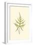 Woodland Ferns IV-Edward Lowe-Framed Art Print