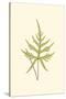 Woodland Ferns IV-Edward Lowe-Stretched Canvas