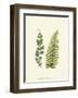 Woodland Ferns VI-Edward Lowe-Framed Art Print