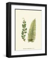 Woodland Ferns VI-Edward Lowe-Framed Art Print