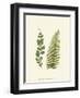 Woodland Ferns VI-Edward Lowe-Framed Art Print