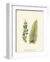 Woodland Ferns VI-Edward Lowe-Framed Art Print