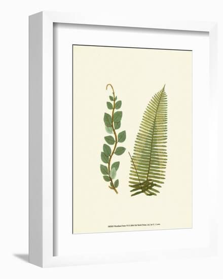 Woodland Ferns VI-Edward Lowe-Framed Art Print