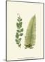 Woodland Ferns VI-Edward Lowe-Mounted Art Print