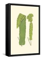 Woodland Ferns VIII-Edward Lowe-Framed Stretched Canvas