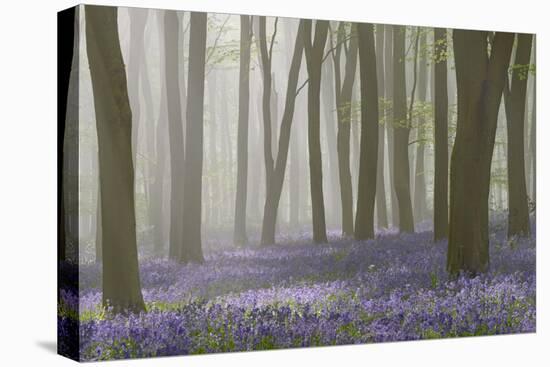 Woodland Filled with Bluebells on a Misty Spring Morning Near Micheldever in Hampshire-Rtimages-Stretched Canvas