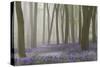 Woodland Filled with Bluebells on a Misty Spring Morning Near Micheldever in Hampshire-Rtimages-Stretched Canvas