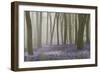 Woodland Filled with Bluebells on a Misty Spring Morning Near Micheldever in Hampshire-Rtimages-Framed Photographic Print