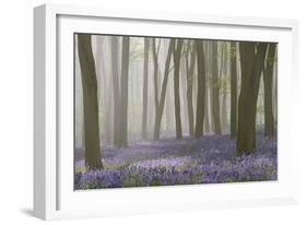 Woodland Filled with Bluebells on a Misty Spring Morning Near Micheldever in Hampshire-Rtimages-Framed Photographic Print