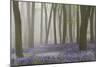 Woodland Filled with Bluebells on a Misty Spring Morning Near Micheldever in Hampshire-Rtimages-Mounted Photographic Print