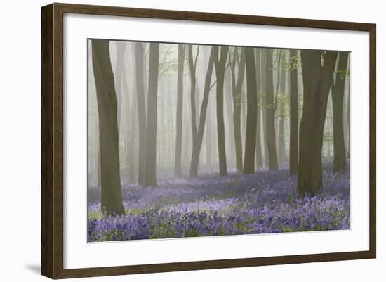 Woodland Filled with Bluebells on a Misty Spring Morning Near Micheldever in Hampshire-Rtimages-Framed Photographic Print