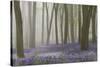 Woodland Filled with Bluebells on a Misty Spring Morning Near Micheldever in Hampshire-Rtimages-Stretched Canvas