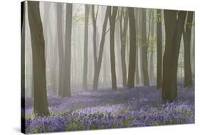 Woodland Filled with Bluebells on a Misty Spring Morning Near Micheldever in Hampshire-Rtimages-Stretched Canvas