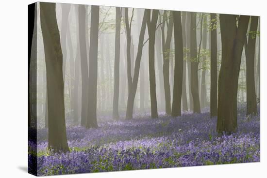 Woodland Filled with Bluebells on a Misty Spring Morning Near Micheldever in Hampshire-Rtimages-Stretched Canvas