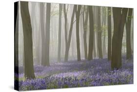 Woodland Filled with Bluebells on a Misty Spring Morning Near Micheldever in Hampshire-Rtimages-Stretched Canvas