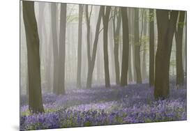 Woodland Filled with Bluebells on a Misty Spring Morning Near Micheldever in Hampshire-Rtimages-Mounted Photographic Print