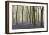 Woodland Filled with Bluebells on a Misty Spring Morning Near Micheldever in Hampshire-Rtimages-Framed Photographic Print