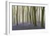 Woodland Filled with Bluebells on a Misty Spring Morning Near Micheldever in Hampshire-Rtimages-Framed Photographic Print